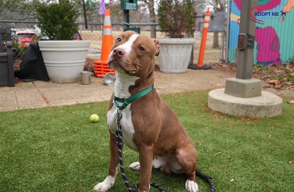 Ζωάκι για υιοθεσία